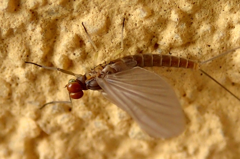 Baetidae